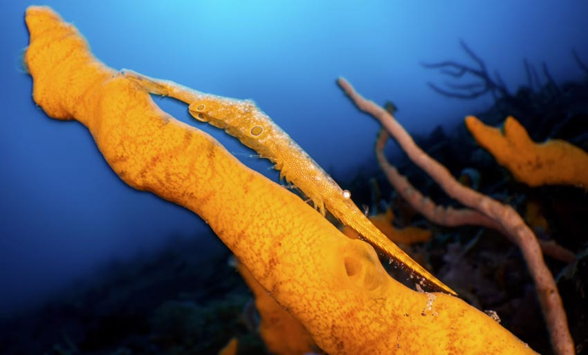 Blinkskudd fra Lembeh Strait