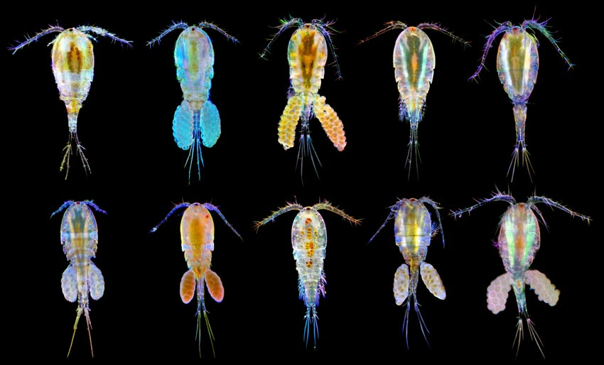 10 ting du ikke visste om plankton