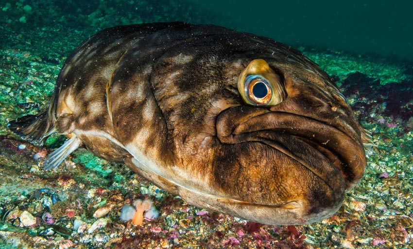 Her er tomteplass mangelvare