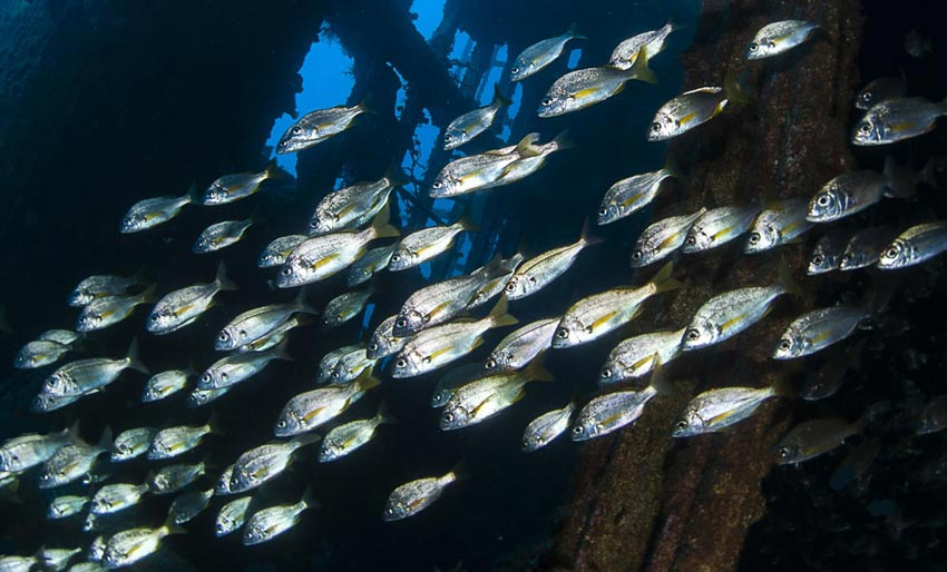 Vrak er fulle av marint liv