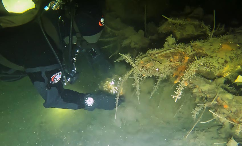 Har funnet vraket av Gjøa 1