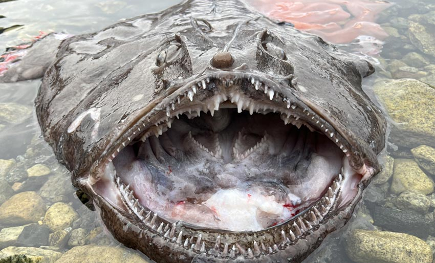 Hurra – nå gyter breiflabben