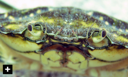 Har spredd seg over hele verden