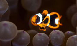 37 blinkskudd fra Lembeh Strait