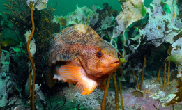 Noen rognkjeks vender hjem