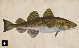 Hvordan er torsken frisk som en fisk?