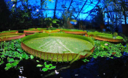 Tropisk nattbad i Botanisk hage