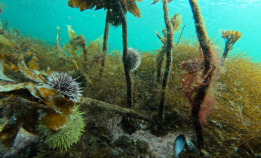 Kan brent kalk redde tareskogen?