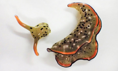 Mister hodet – vokser ut ny kropp