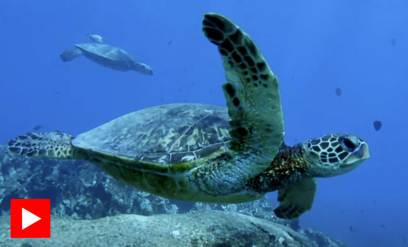 Havskilpaddene på Hawaii er unike