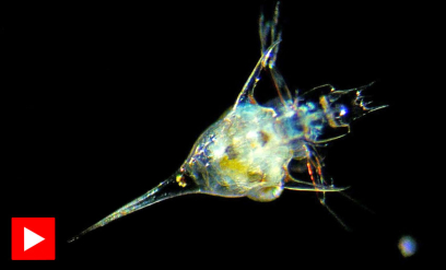 Derfor er plankton så viktig
