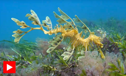 Flikfisken har utrolig kamuflasje