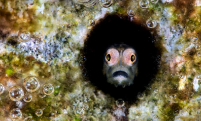 Blinkskudd fra Rødehavet og Lembeh