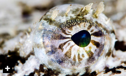 Blant tare og skjellsand på Smøla