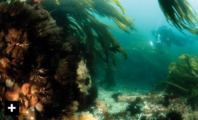 Saltstraumen – vill, vakker og våt