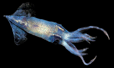 Ukjente fordeler med dyphavet