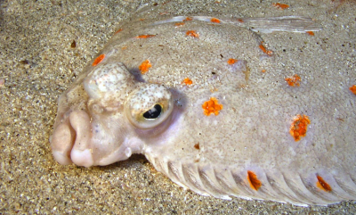 Nå er rødspetta fredet her