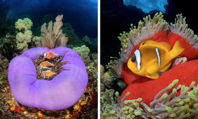 Bli bedre til å ta bilder av fisk