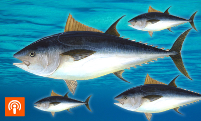 Formel 1-fisken makrellstørje