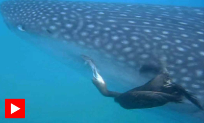 Fjerner sugefisk fra hvalhai