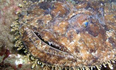 🎃 Den gaper med hele fjeset