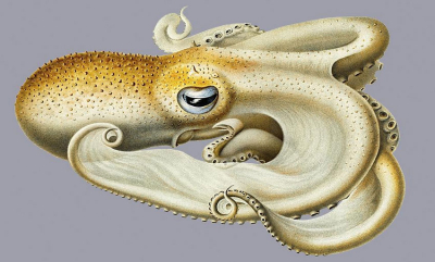 Blekksprut sett med gamle øyne