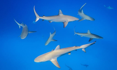 Havet er avhengig av haiene