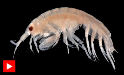 Amfipoder – havets insekter