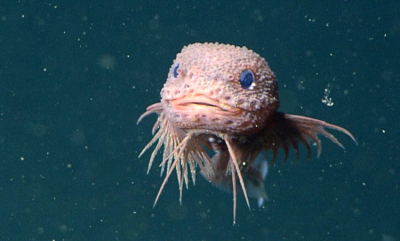 Merkelige, små skapninger i dypet