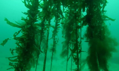 Så resultater på rekordtid