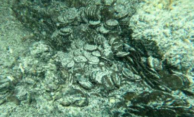 Utrolig myntfunn på Sardinia