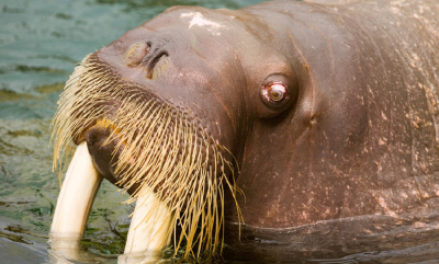 Movember: Dykking med bart