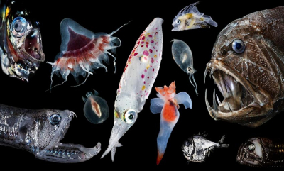 Møt en Ocean Twilight Zone-fotograf