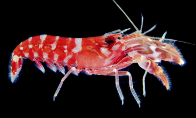 Pistolreker forstyrret sonar