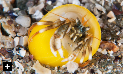 Eremittkrepsen som manglet hus