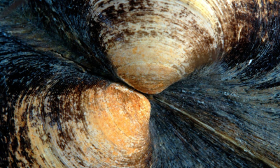 Hvor lenge tror du kuskjellet lever?