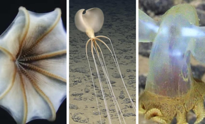 Utrolige blekkspruter i dyphavet