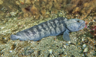 Anbefaler fangstforbud for gråsteinbit