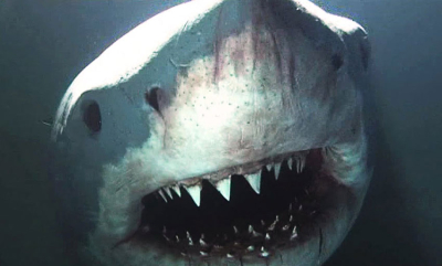 Vitenskapen bak haiangrep