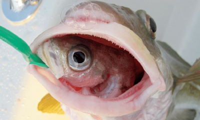 Så stor må fangsten være