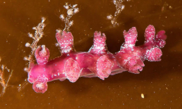 Yet another nudibranch species for Norway