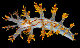 Is this Norway's coolest nudibranch?