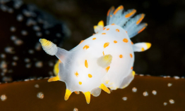 Join the Nudibranch Safari