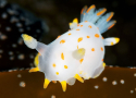 Join the Nudibranch Safari