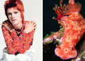 David Bowie vs. nudibranchs