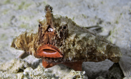 Møt den merkelige ranglefisken