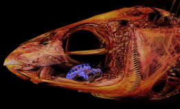 Parasitten blir til en levende tunge