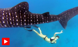 Ocean Ramsey og hvalhaien