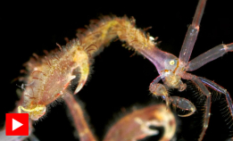 En hissig liten slosskjempe