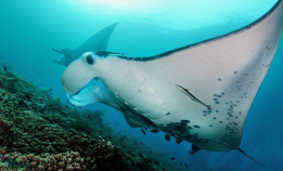 Mantaen gir pussefiskene instruksjoner